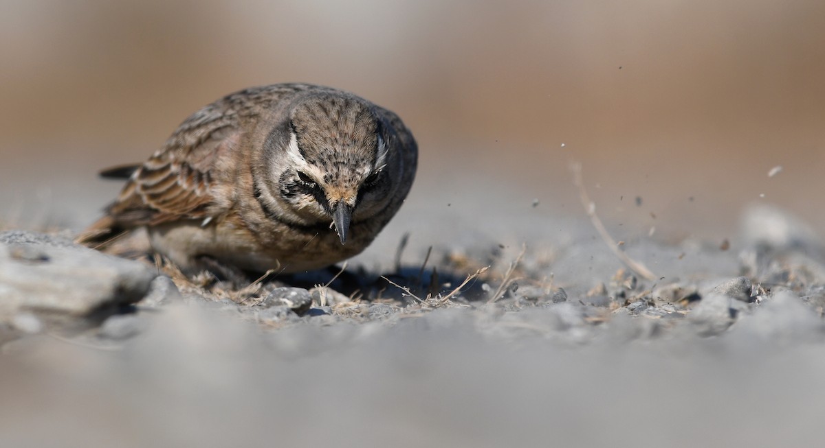 Alondra Cornuda - ML645173042