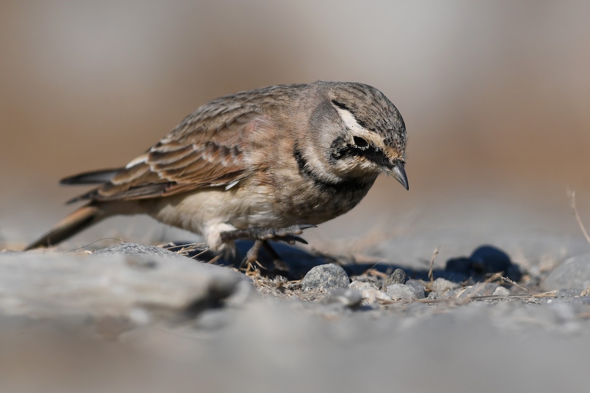 Alondra Cornuda - ML645173043