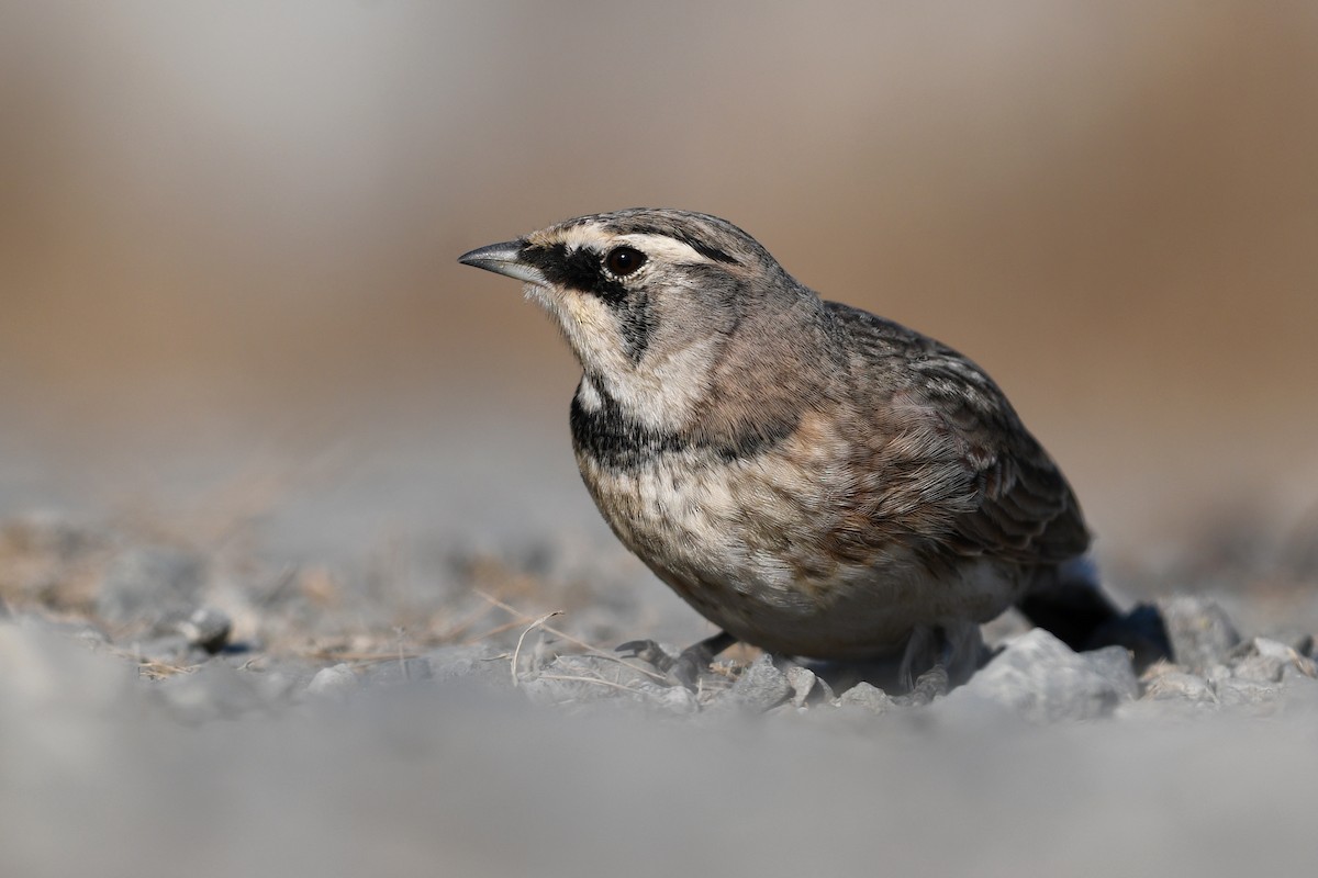 Alondra Cornuda - ML645173044