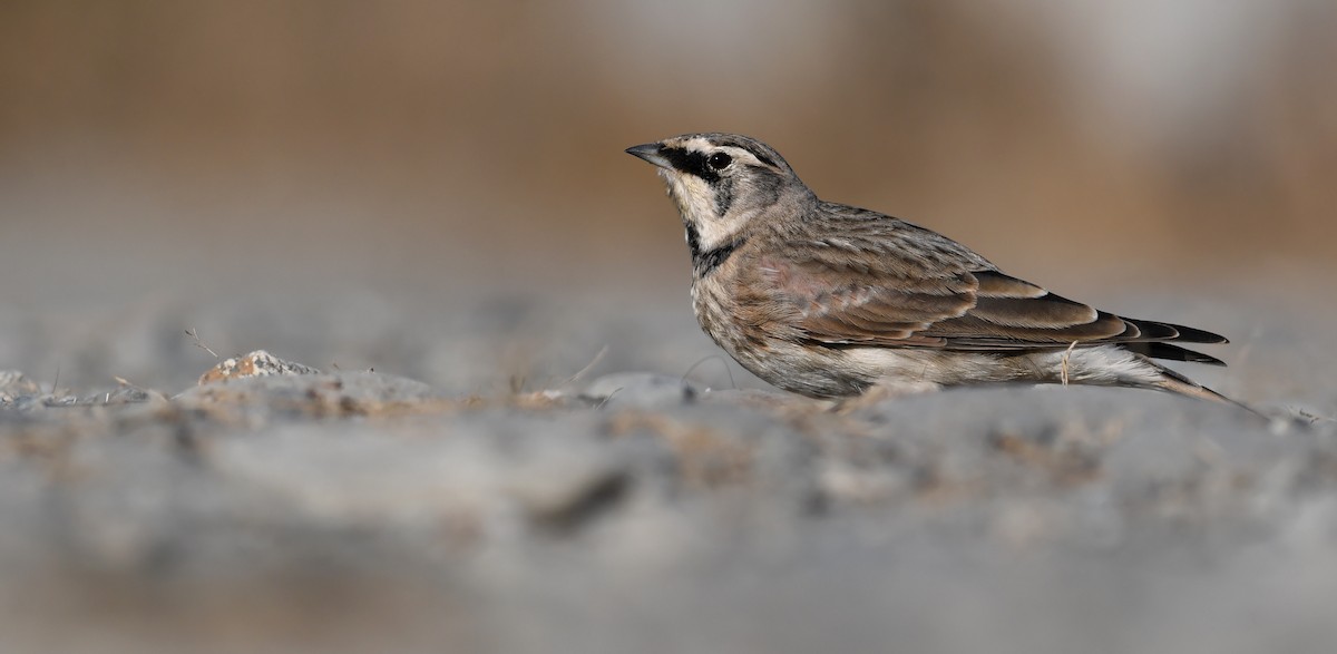 Alondra Cornuda - ML645173045