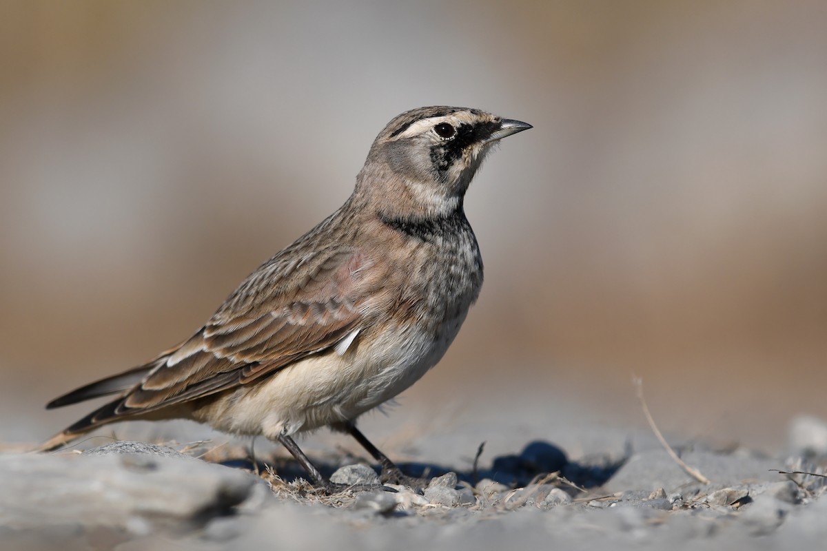 Alondra Cornuda - ML645173046