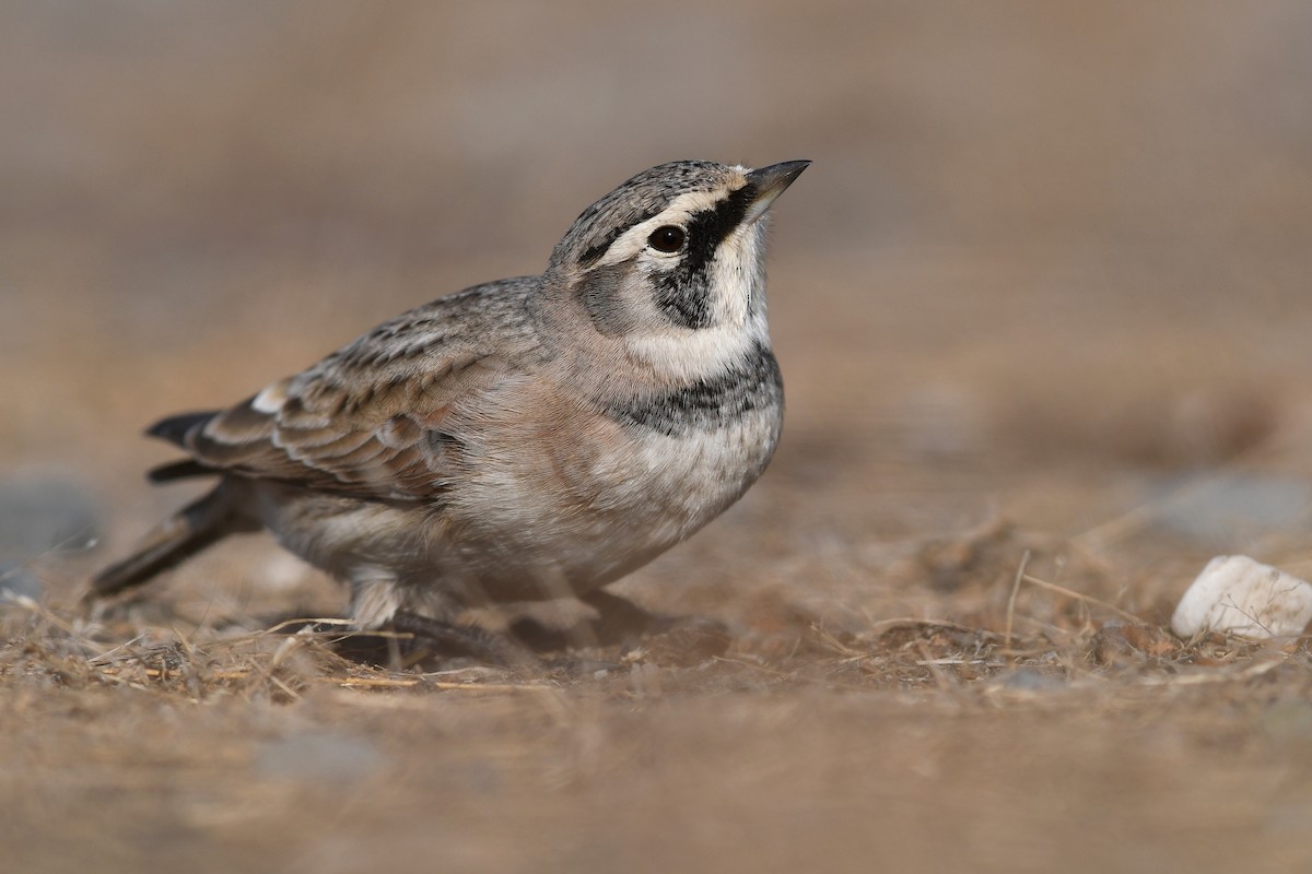 Alondra Cornuda - ML645173047