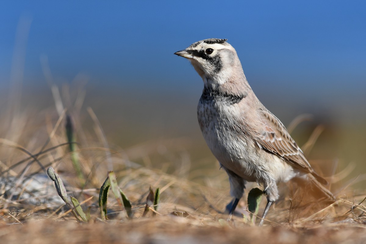 Alondra Cornuda - ML645173048