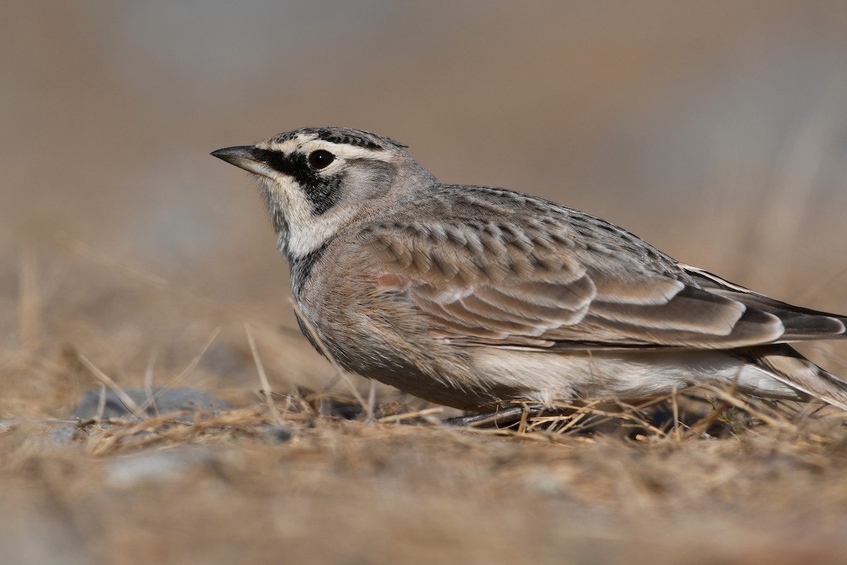 Alondra Cornuda - ML645173049