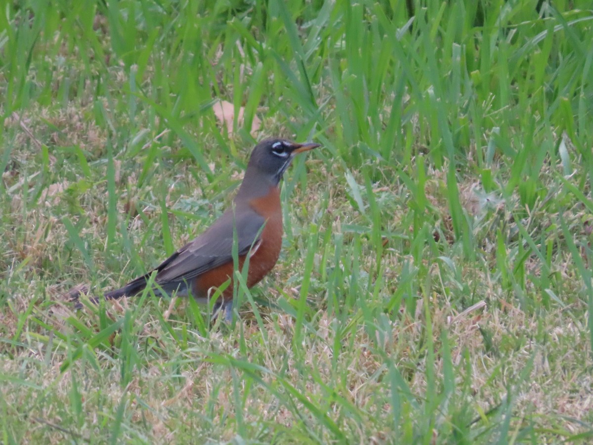 American Robin - ML645173050