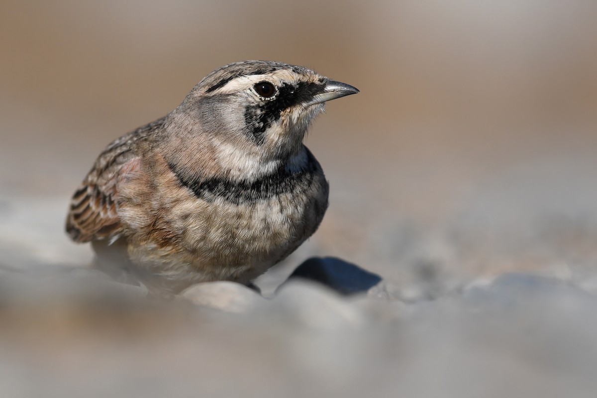 Alondra Cornuda - ML645173056