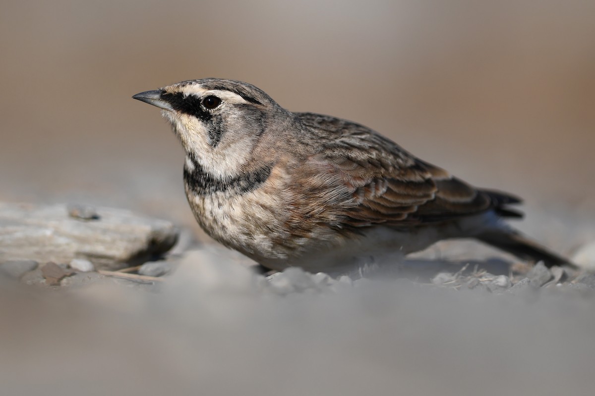 Alondra Cornuda - ML645173057