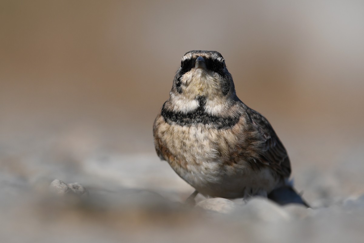 Alondra Cornuda - ML645173058