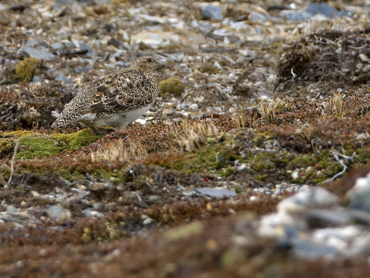 písečník bělobřichý - ML645173059