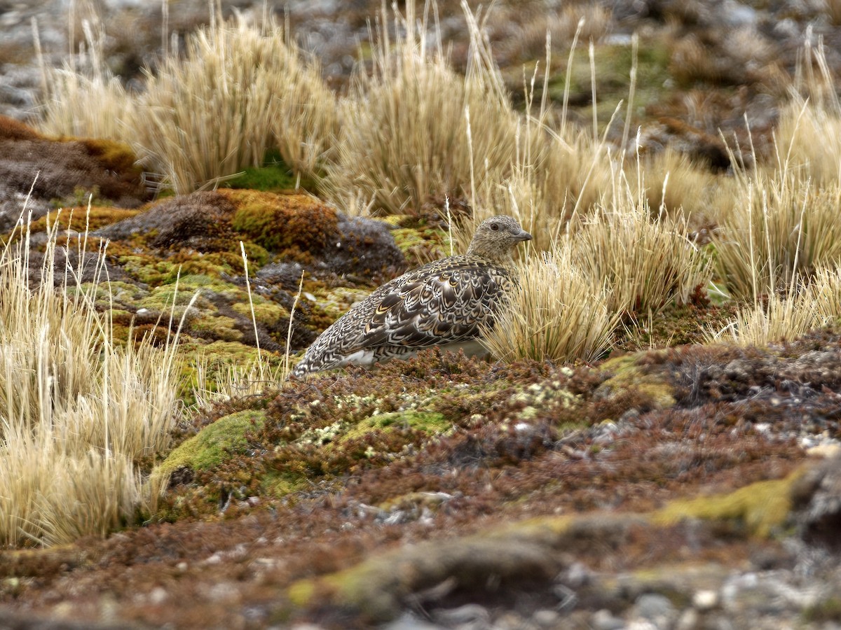 písečník bělobřichý - ML645173060
