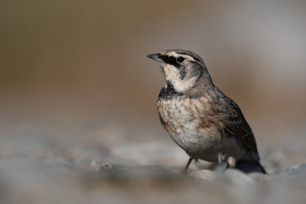 Alondra Cornuda - ML645173061