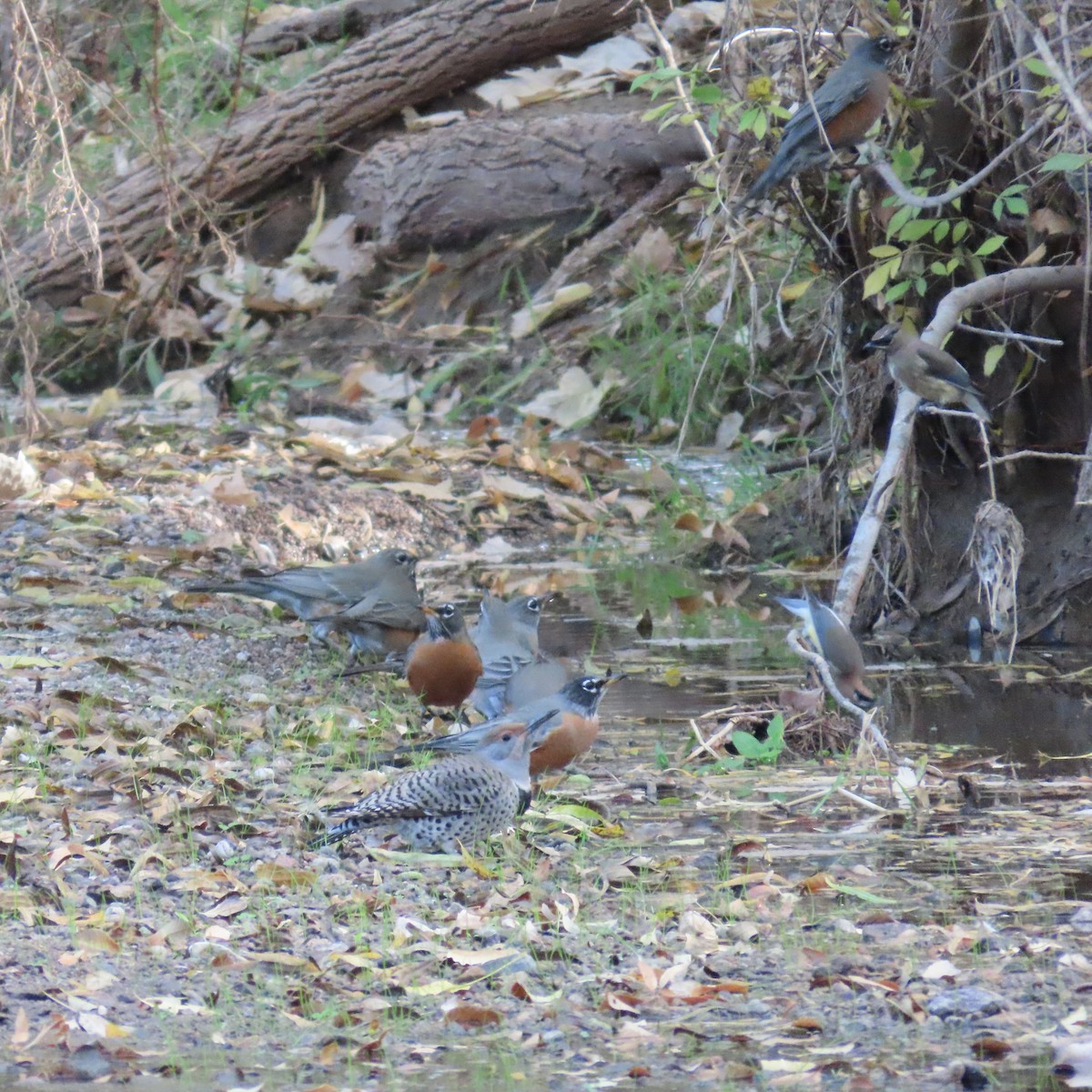 American Robin - ML645173062