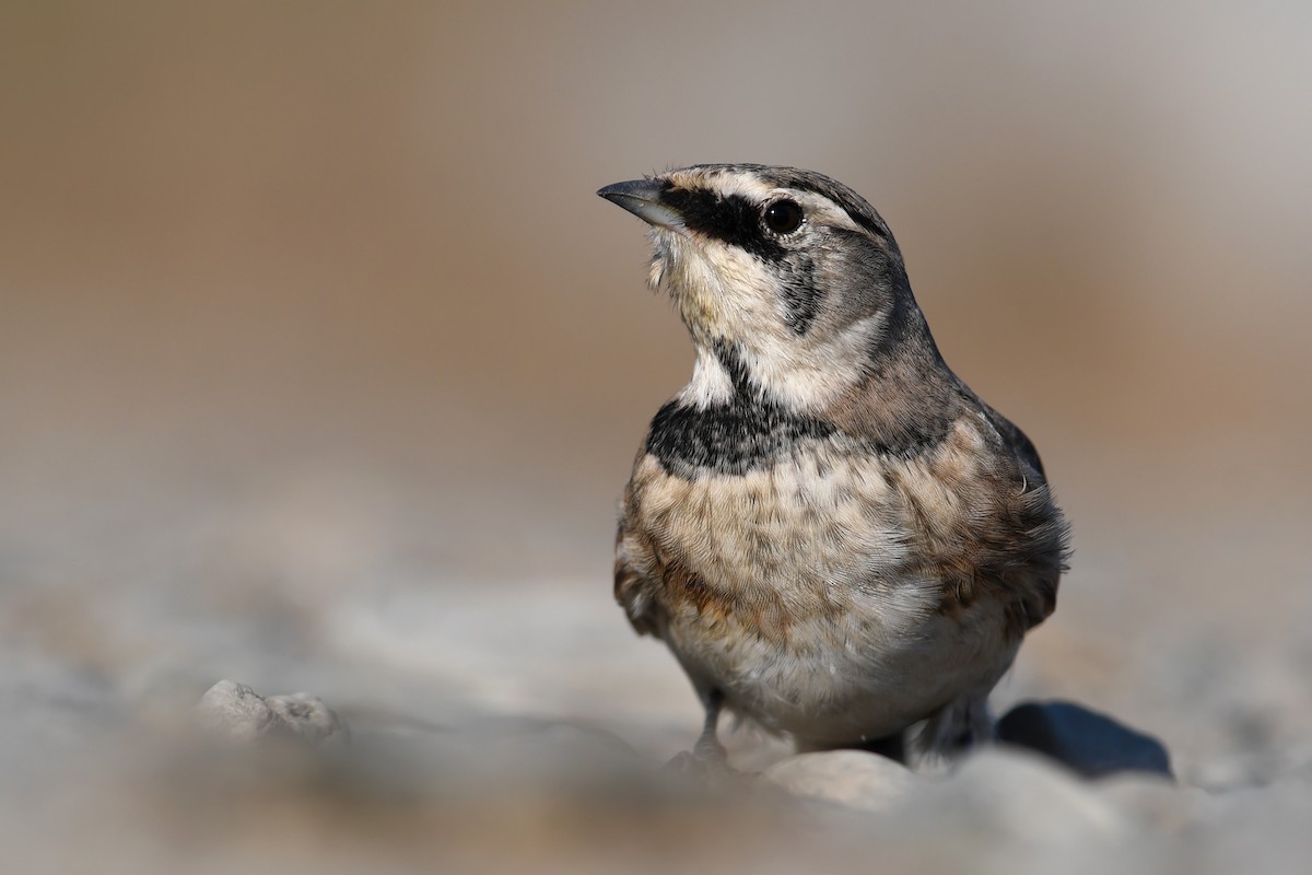 Alondra Cornuda - ML645173077