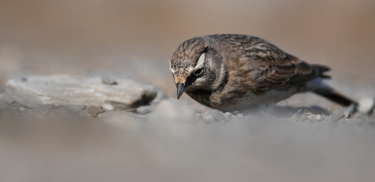 Alondra Cornuda - ML645173078