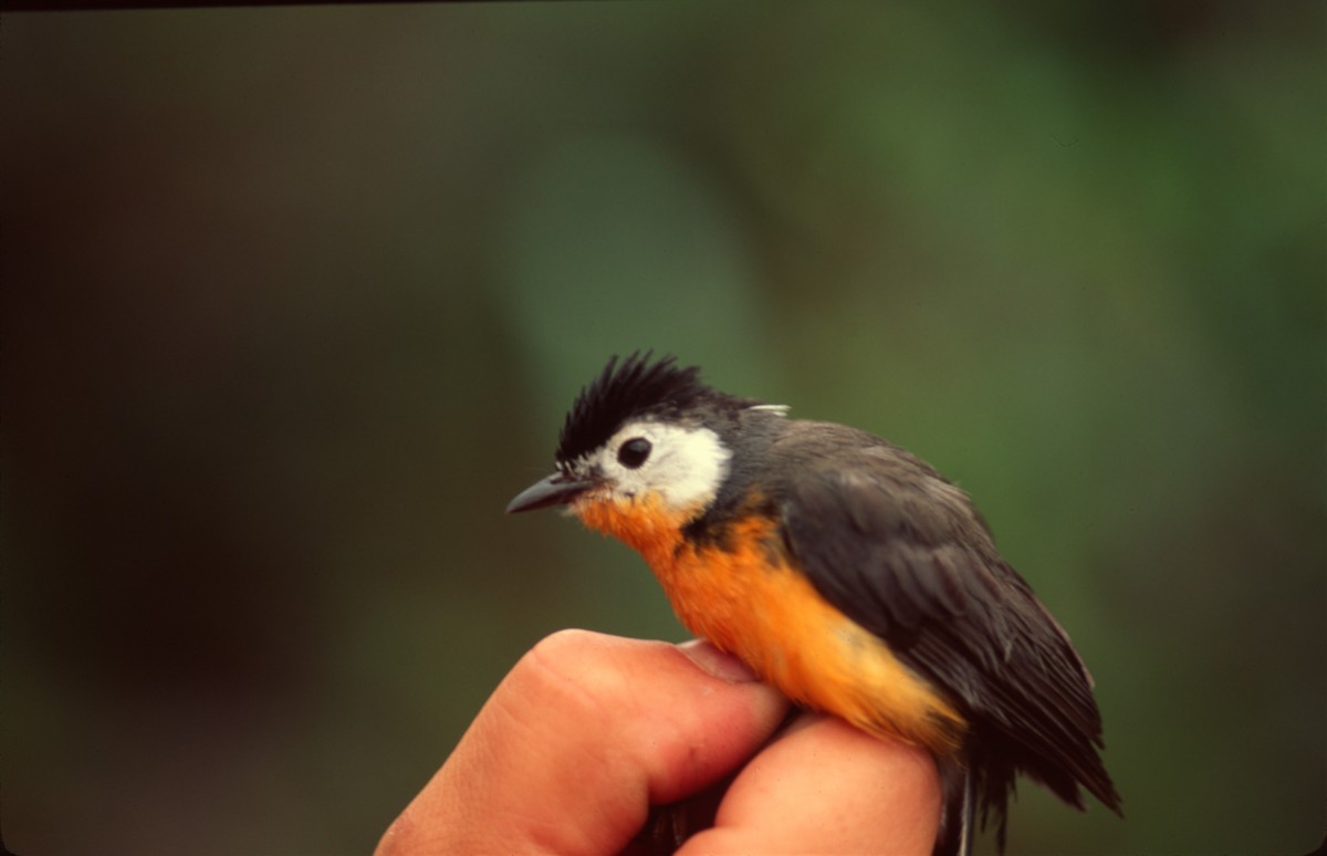 White-faced Redstart - ML645173080