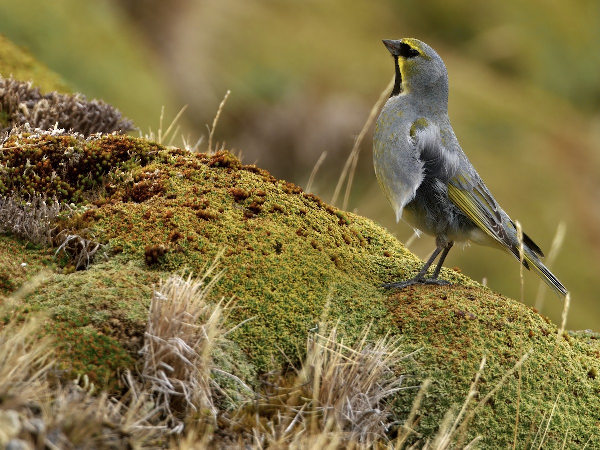 Yellow-bridled Finch - ML645173084