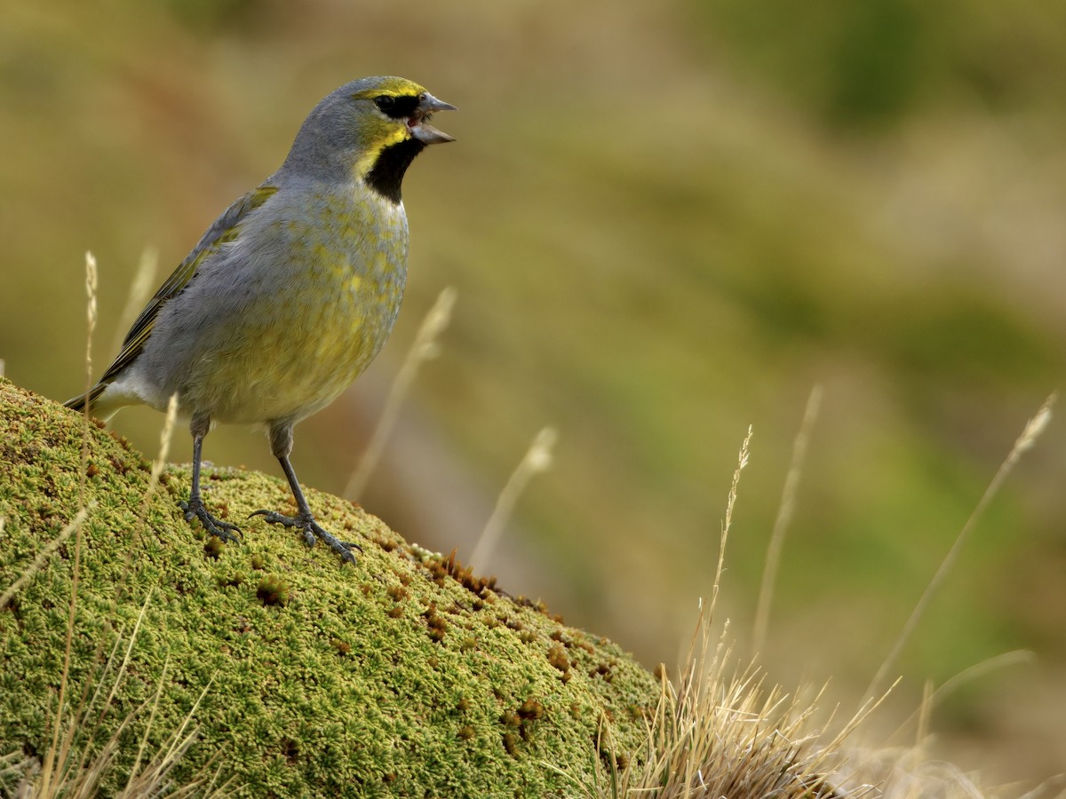 Yellow-bridled Finch - ML645173085