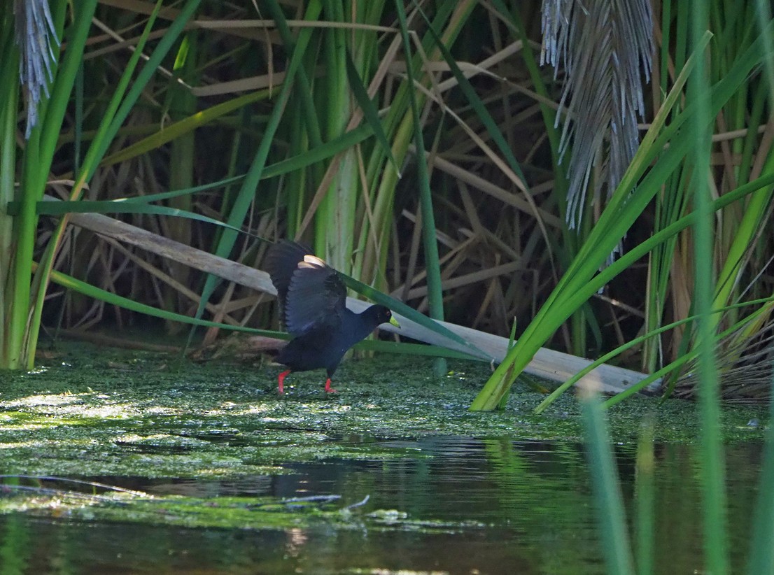 Black Crake - ML645173086