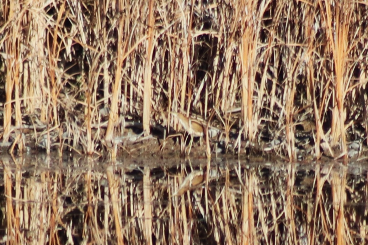 コヨシゴイ - ML645173100