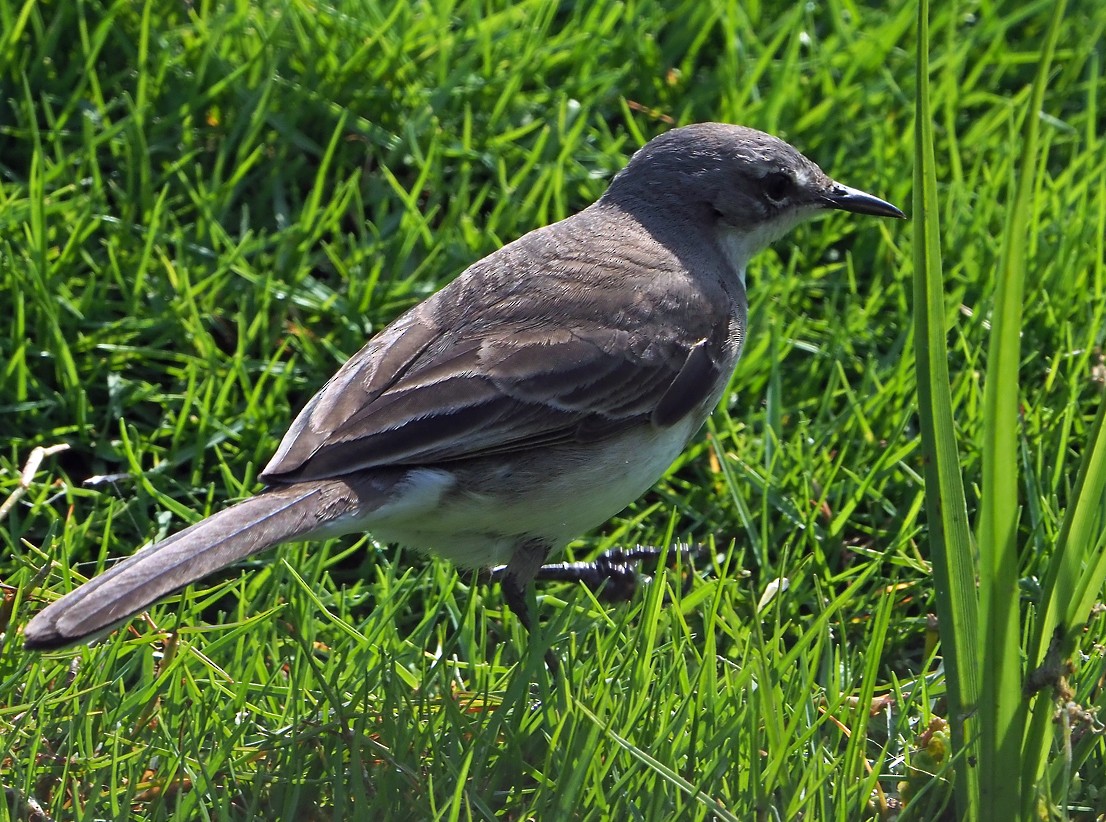 Cape Wagtail - ML645173101