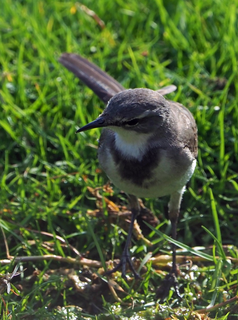 Cape Wagtail - ML645173102