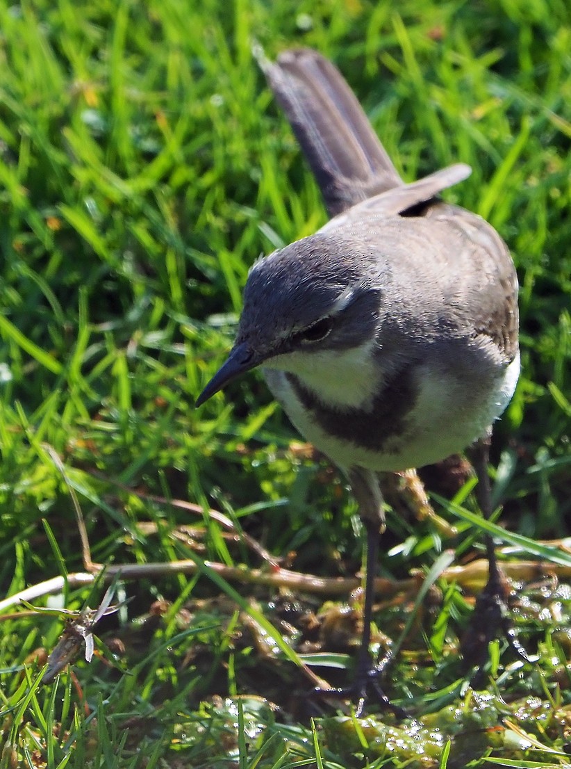 Cape Wagtail - ML645173104