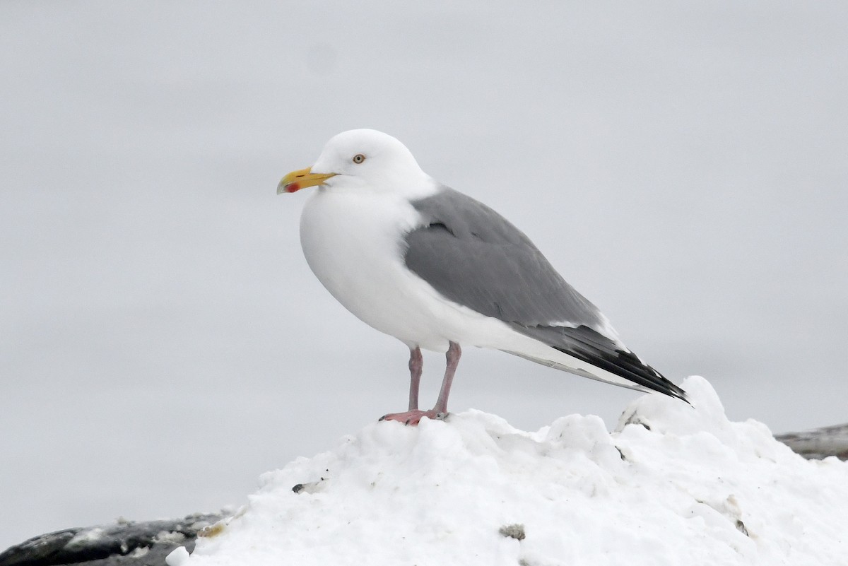 Gaviota Argéntea Europea - ML645173110