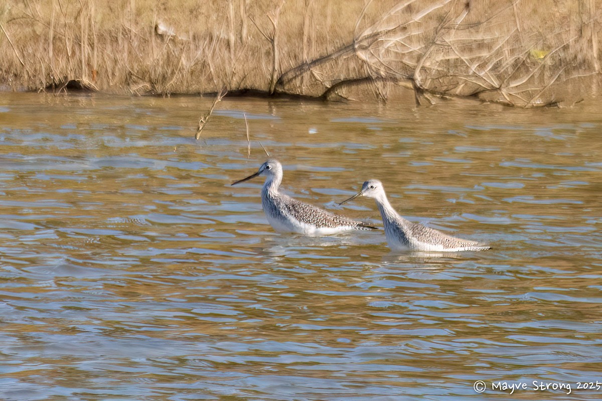 Archibebe Patigualdo Grande - ML645173112