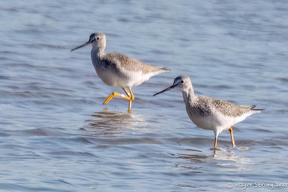 Archibebe Patigualdo Grande - ML645173113