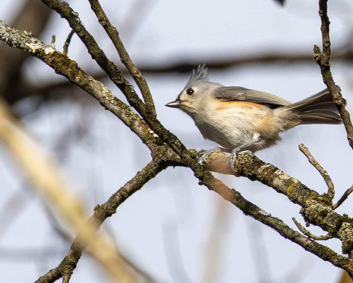 Herrerillo Bicolor - ML645173116