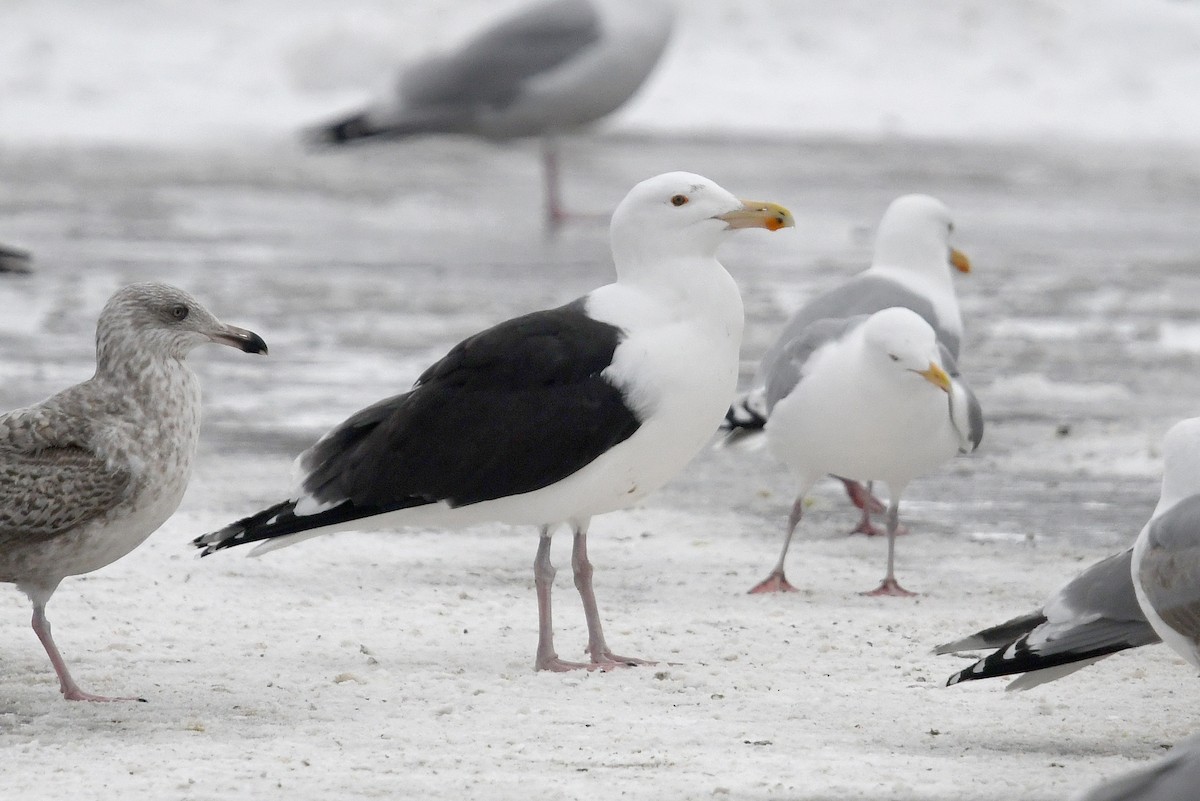 Gavión Atlántico - ML645173118