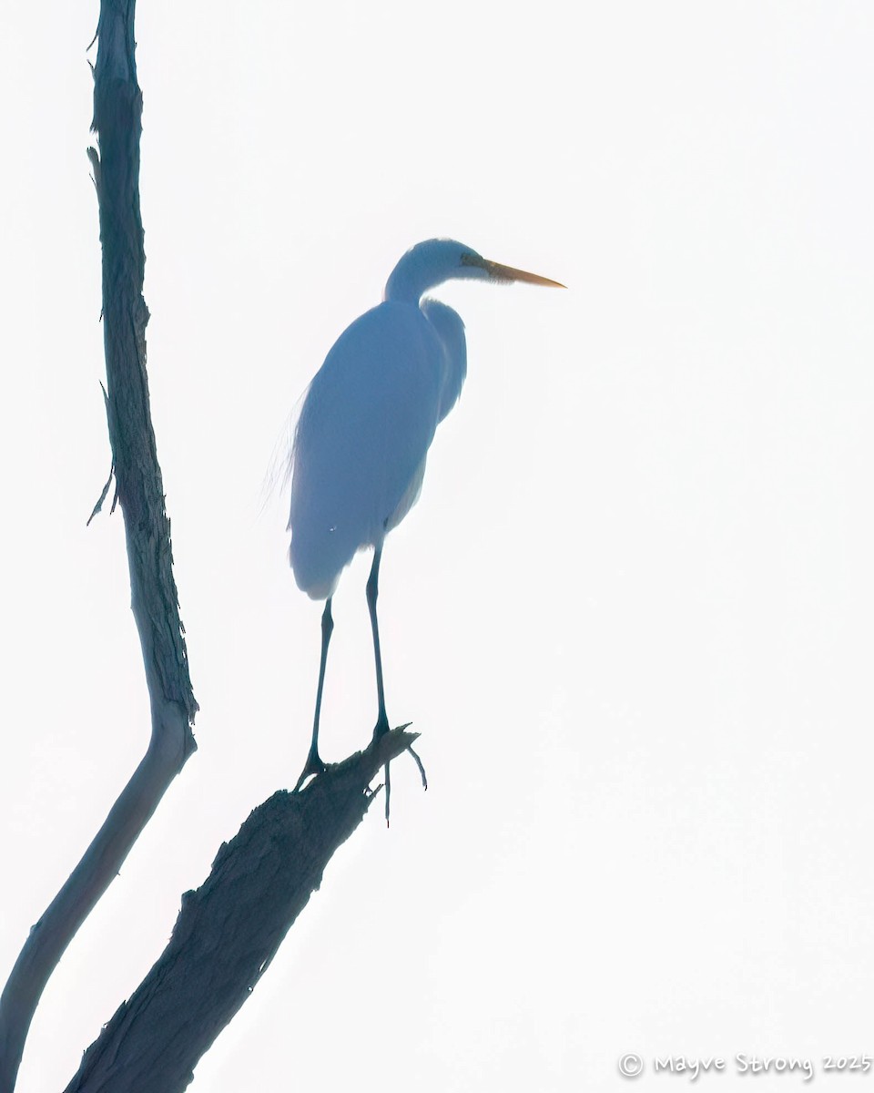 Garceta Grande - ML645173123