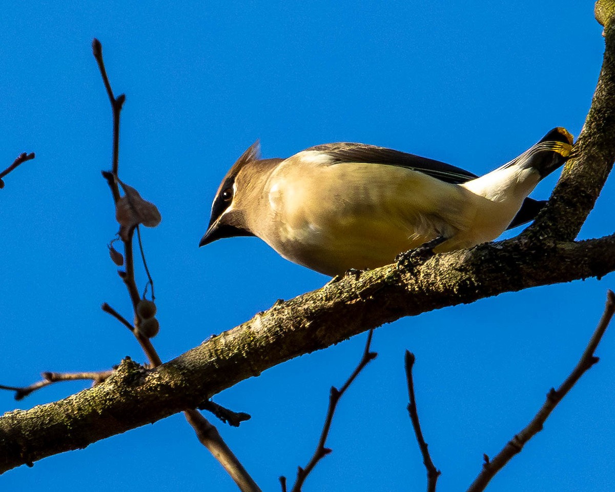 Ampelis Americano - ML645173124