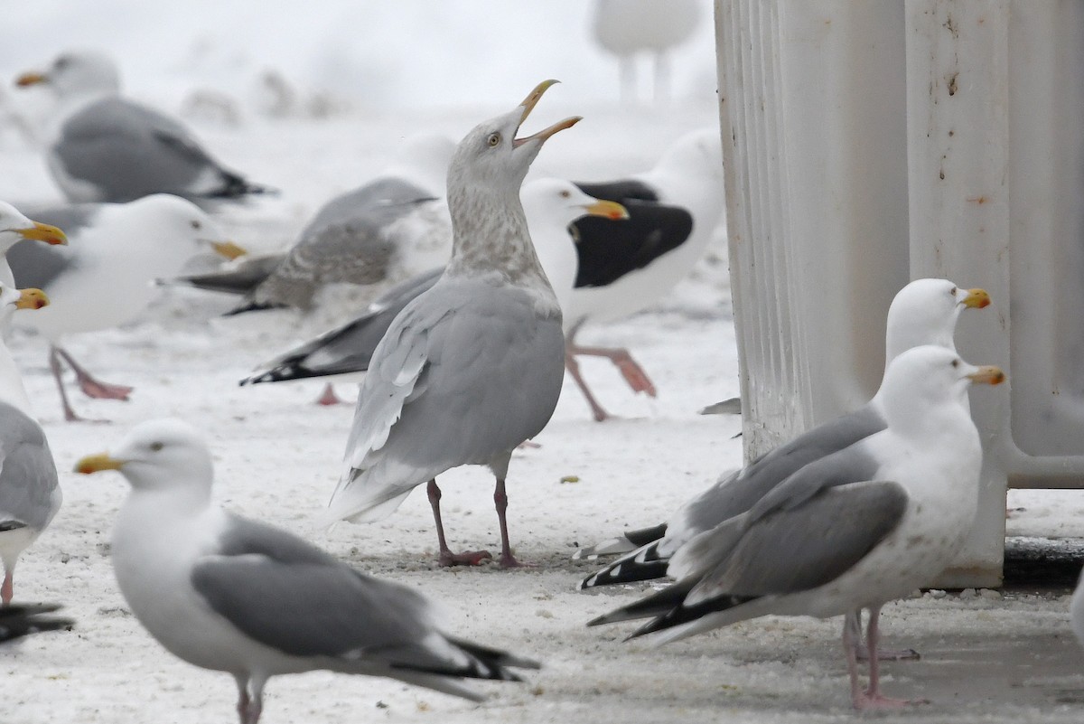 Gavión Hiperbóreo - ML645173126