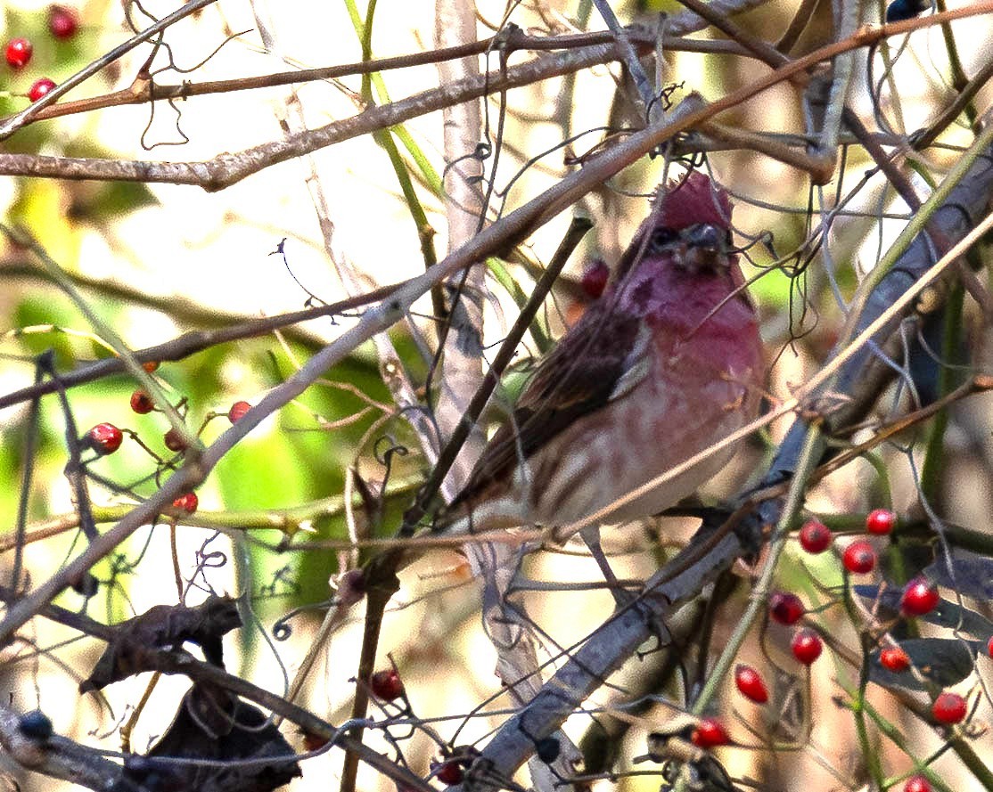 Camachuelo Purpúreo - ML645173127