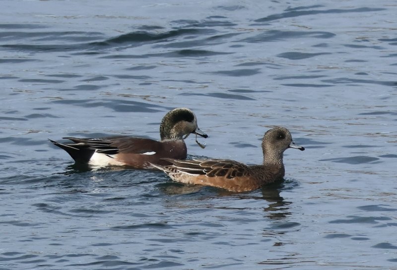 Silbón Americano - ML645173128