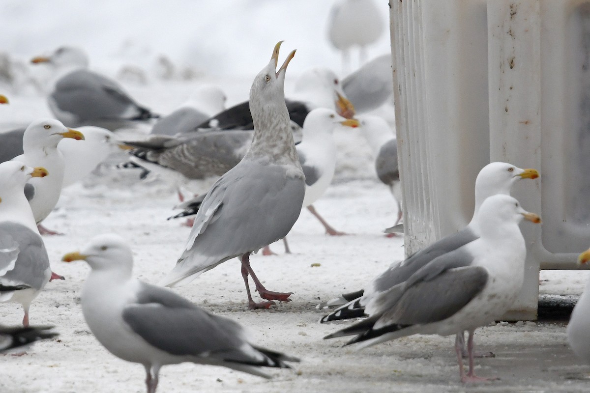 Gavión Hiperbóreo - ML645173132