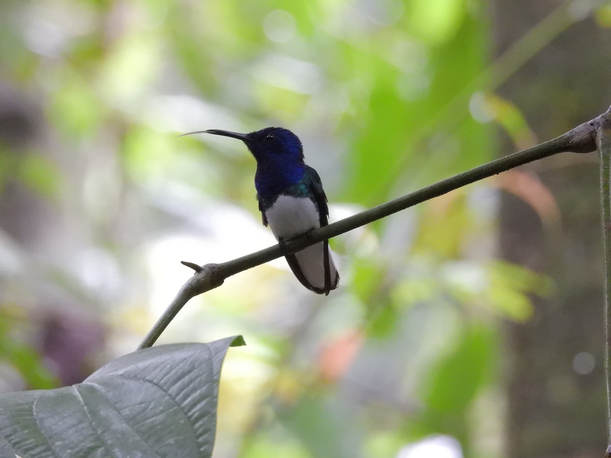 Colibrí Nuquiblanco - ML645173135