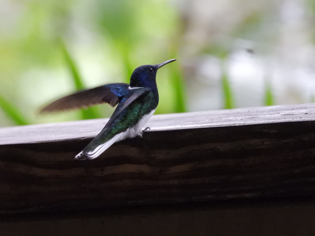 Colibrí Nuquiblanco - ML645173136