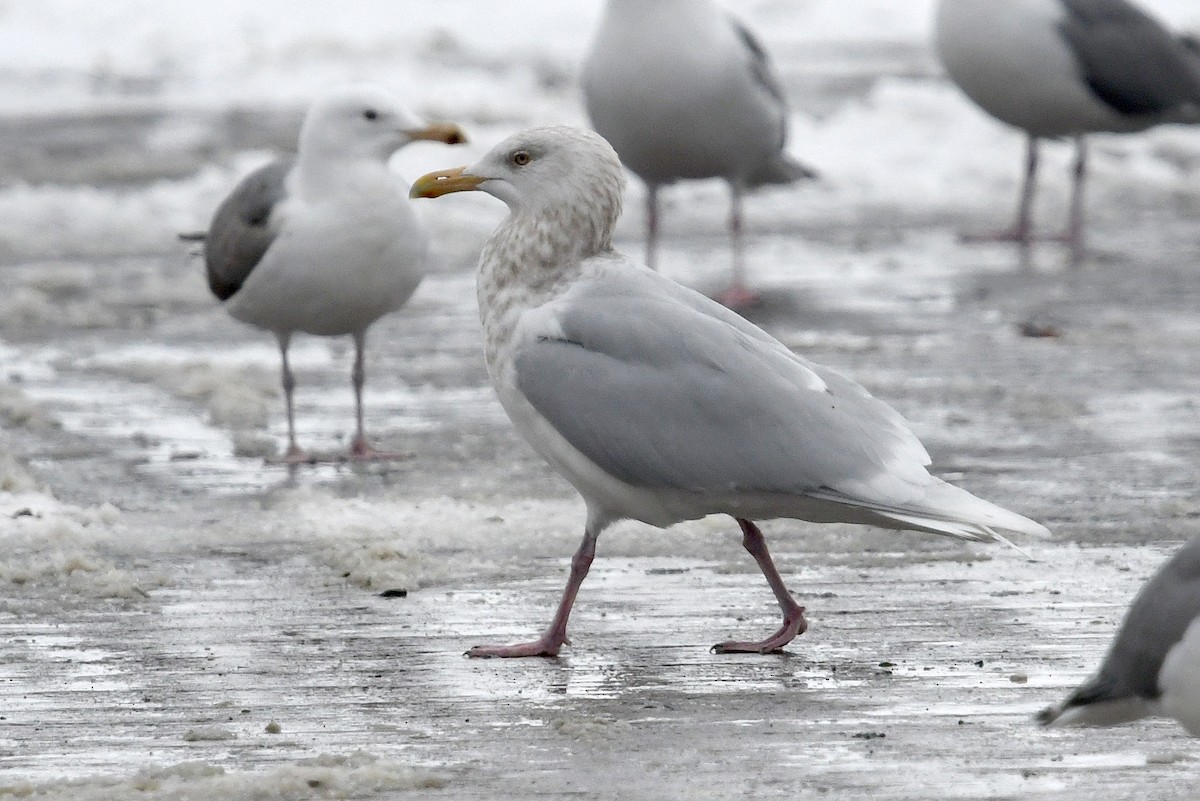 Gavión Hiperbóreo - ML645173139