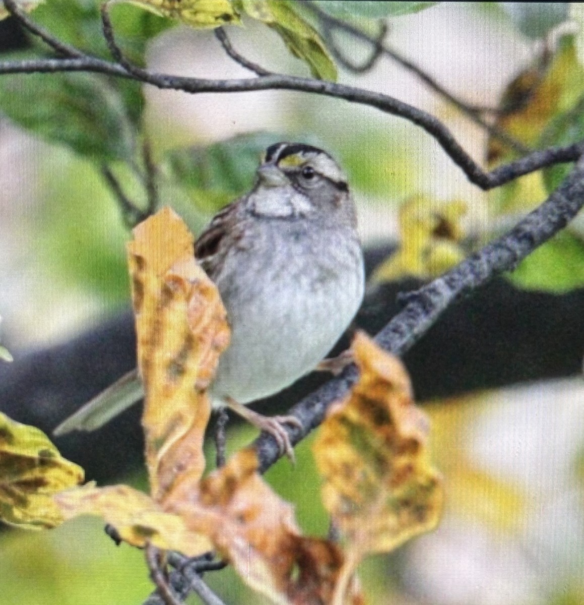 Chingolo Gorjiblanco - ML645173140