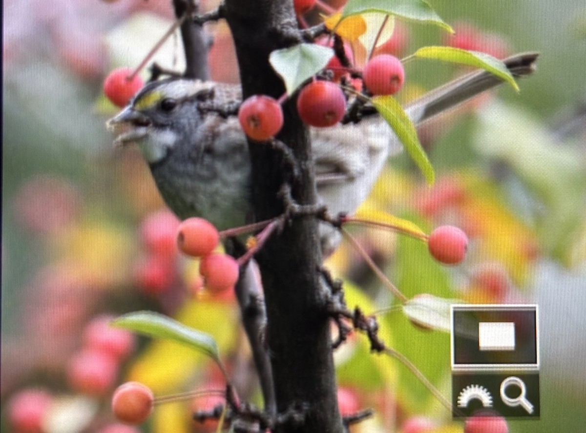 Chingolo Gorjiblanco - ML645173141