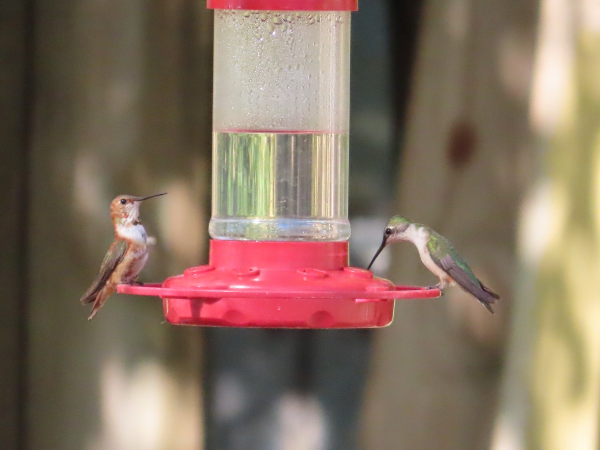 Colibrí Rufo - ML645173142