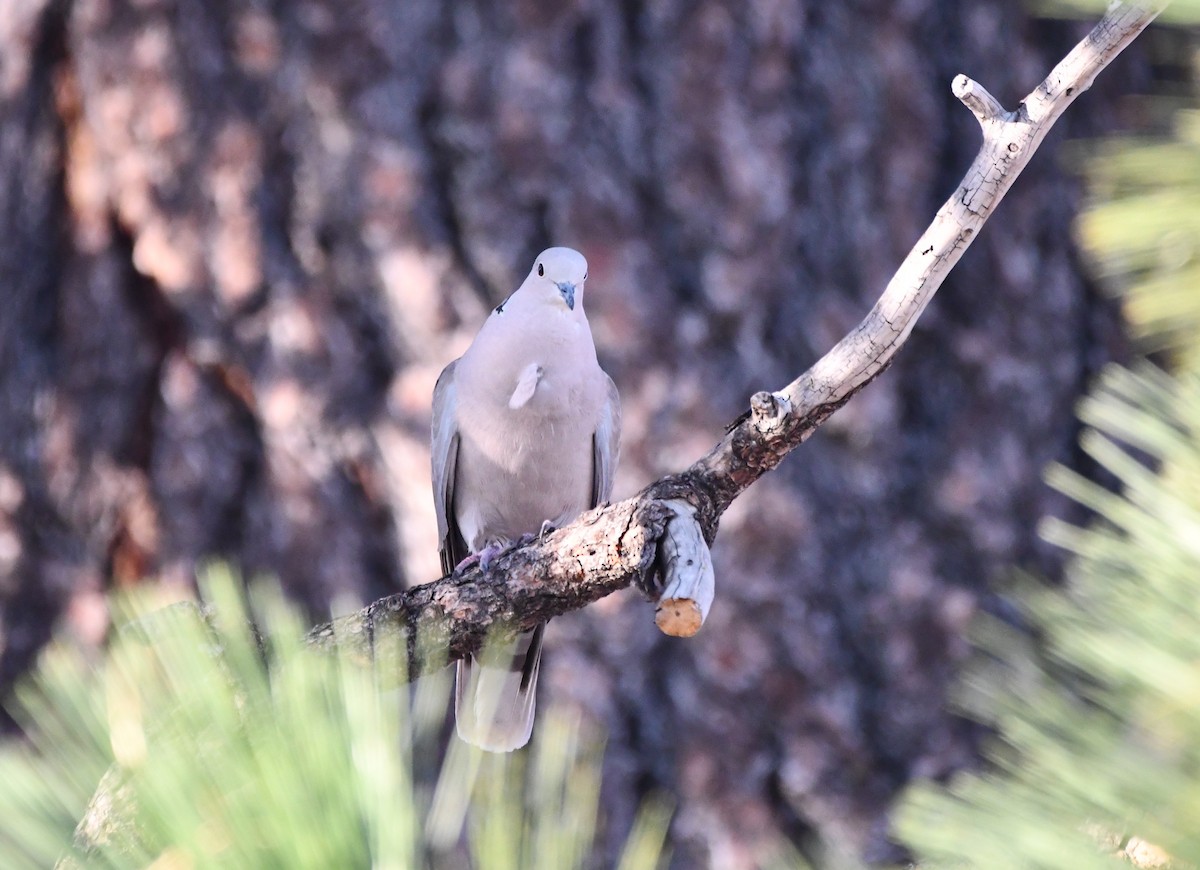 Tórtola Turca - ML645173143