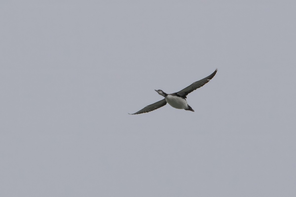 Common Loon - ML645173149