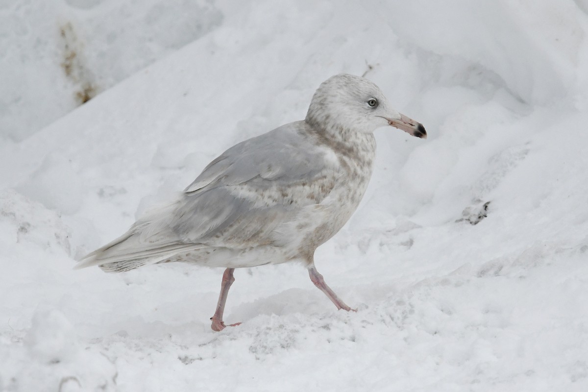 Gavión Hiperbóreo - ML645173150