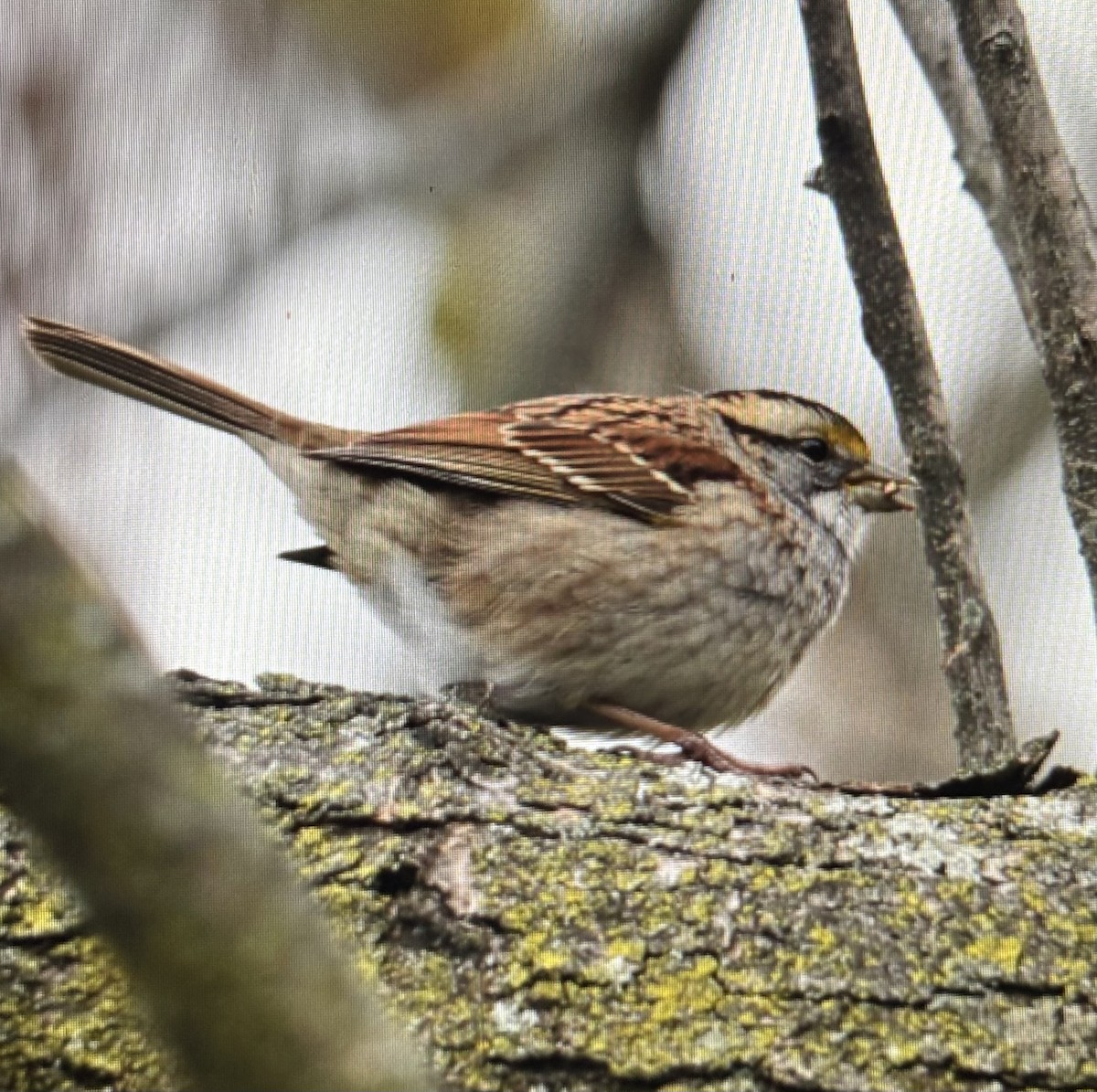 Chingolo Gorjiblanco - ML645173157