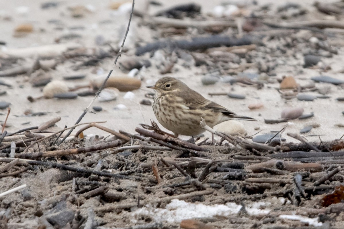 American Pipit - ML645173158