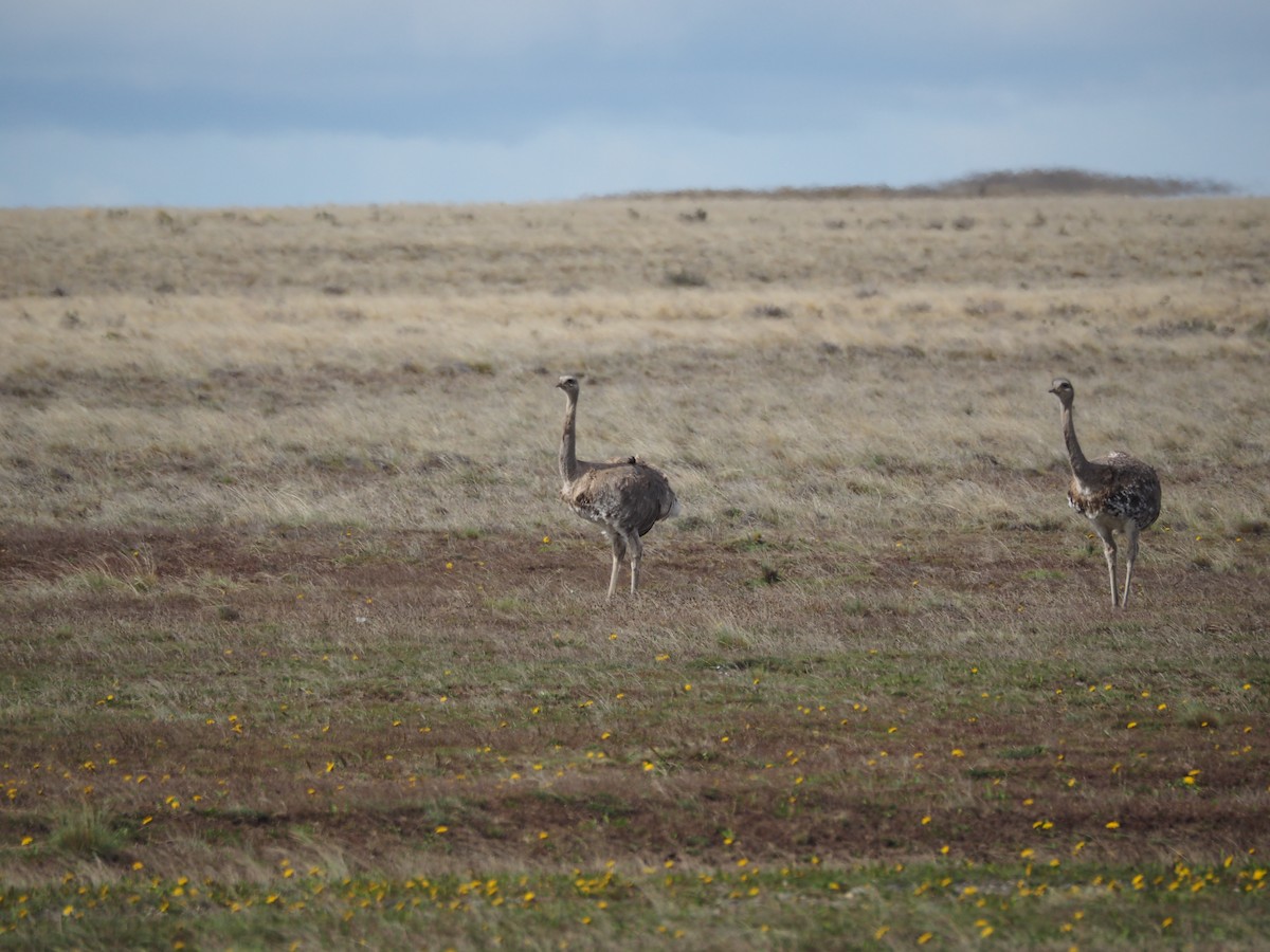 Ñandú Petiso - ML645173160