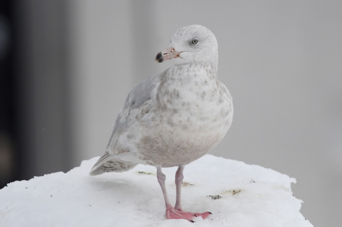 Gavión Hiperbóreo - ML645173161